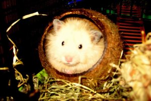 26.03.09 Nussschale.jpg