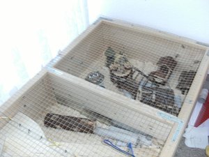 mein kÃ¤fig 003.jpg