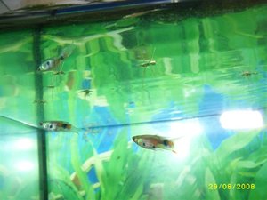 STP80659 (Small).JPG