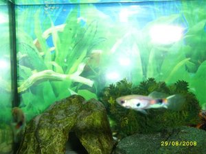 STP80663 (Small).JPG