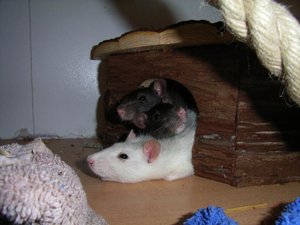 Franzi, Holly, Lizzy 2.jpg