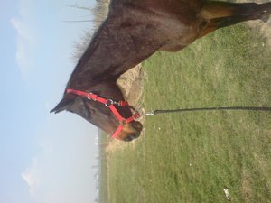 pappy wie araber ausseh.jpg