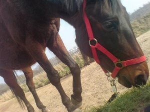 pappy tollig hufe einknick.jpg