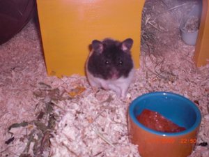 Mein Aquarium 006.jpg