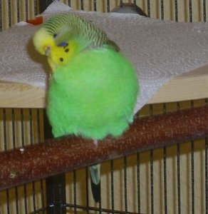 KrÃ¼melmonster 149.jpg