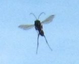 02Fliege.jpg 02Fliege.jpg