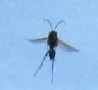 04Fliege.jpg 04Fliege.jpg