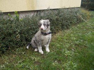 mila der hundi 051.jpg