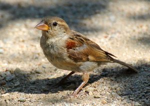 img0265tj9p8sumbd.jpg img0265tj9p8sumbd.jpg