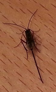 Insecte à identifier.jpg Insecte à identifier.jpg