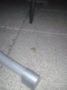 Frosch (640x480).jpg Frosch (640x480).jpg
