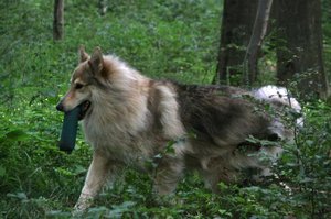 16_Dummy gefunden.JPG 16_Dummy gefunden.JPG