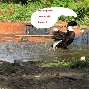 baden 1.jpg baden 1.jpg