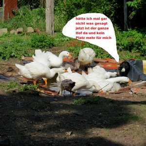 baden2.jpg baden2.jpg