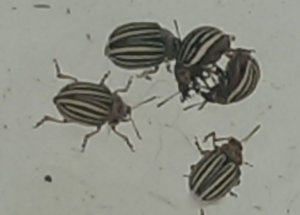 IMAG0791.jpg IMAG0791.jpg