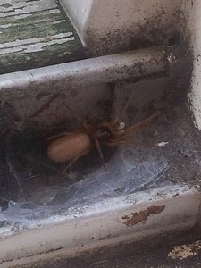 was_ist_das1.jpg was_ist_das1.jpg