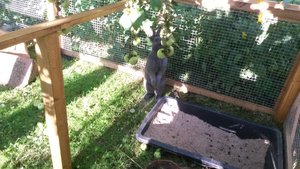 freilauf 2 Einstein Sandkiste.jpg