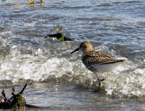 C alpi ruhekleid.jpg
