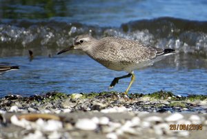 SumpflÃ¤ufer frage.jpg