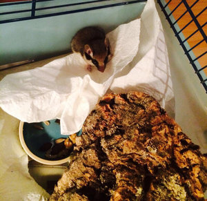 ImageUploadedByTapatalk1409822722.384237.jpg ImageUploadedByTapatalk1409822722.384237.jpg