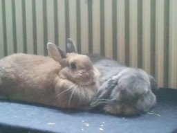 susi und esel klein.jpg