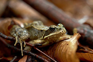 frosch1.jpg