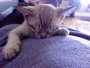 10715736_846761145342269_2050120723_n.jpg 10715736_846761145342269_2050120723_n.jpg