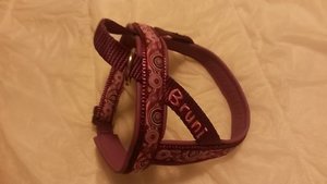 brunis geschirr I.jpg