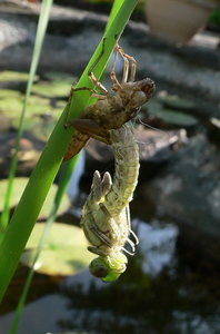 schlÃ¼pfende Libelle.jpg