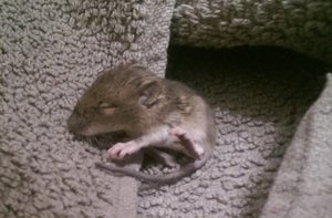 kleine maus.jpg kleine maus.jpg