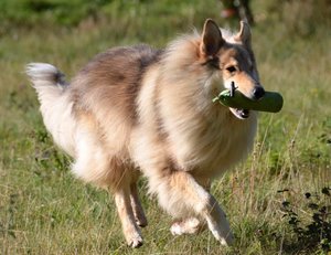 Rock dicht grÃ¼nes D.JPG