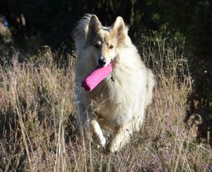 Rock dicht pink D.JPG