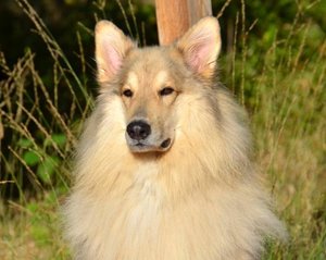 Rocky wartet in Sonne.JPG