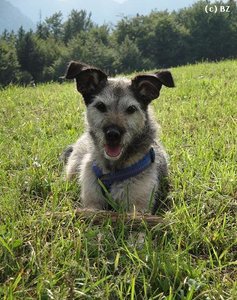 Ceddie für Tierklinik 2.JPG Ceddie für Tierklinik 2.JPG