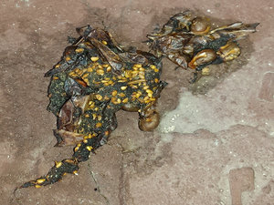 tierischer scheiÃŸhaufen 2.jpg