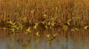 budgi a billabong.jpg