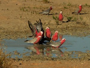 Rosa am Billabong.jpg