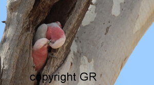 Rosa a, Brutstamm.jpg