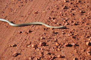 Schlange auf rotem Sand.jpg
