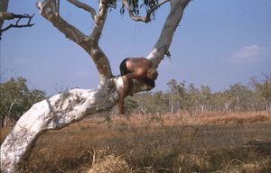 NisthÃ¶hle Gelbhaubenkakadu.jpg