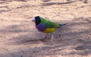 gouldians1_118.jpg