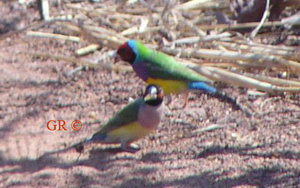 gouldians2_152.jpg