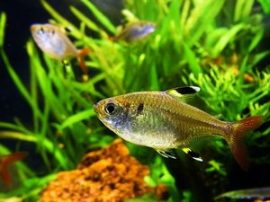 Sternflecksalmler.jpg Sternflecksalmler.jpg