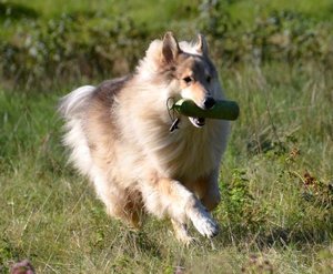 Rocky mit grÃ¼nem Dummy TF.JPG