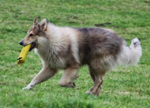 Rocky Dummy gelb TF.JPG