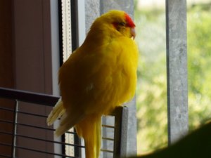 SAM_1106 (800x600).jpg