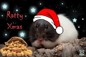 Ratty Xmas klein.jpg