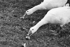 IMG_7182 (2) (1024x683).jpg IMG_7182 (2) (1024x683).jpg