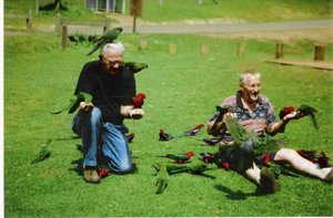 VÃ¶gel fÃ¼ttern_600_393.jpg