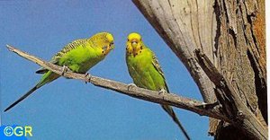 BruthÃ¶le suchen_400_208.jpg